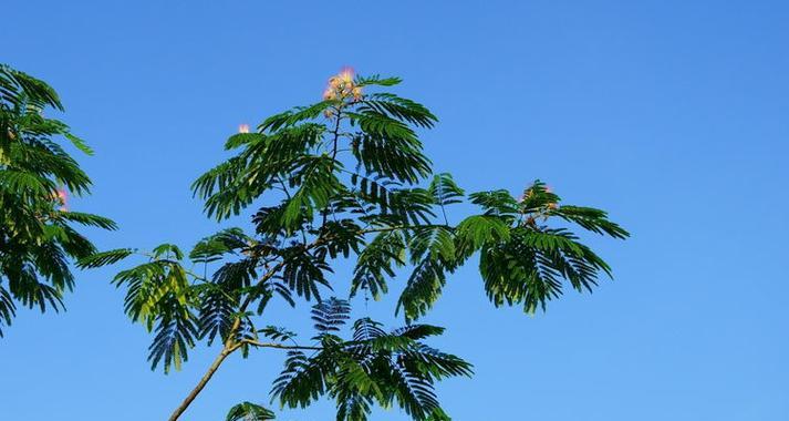 圆叶棕榈的花语有何深意？它的寓意是什么？