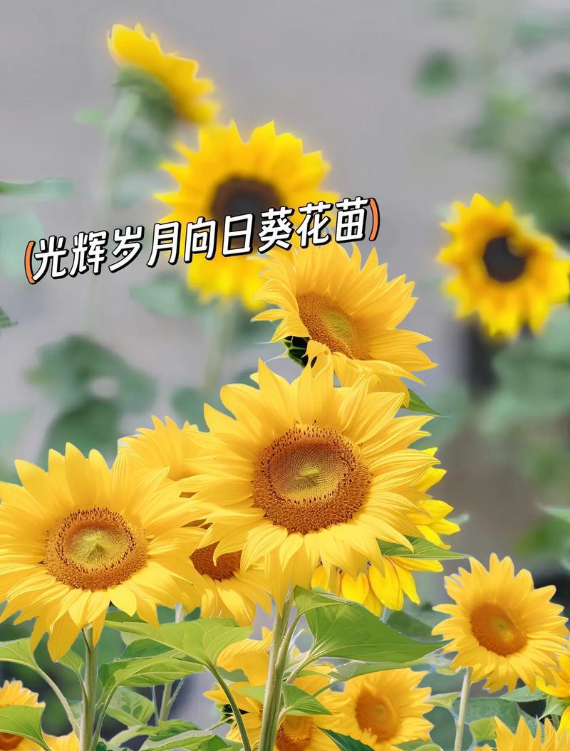 向日葵的花语8422代表了什么？