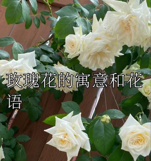 哪种花的花语代表背叛？