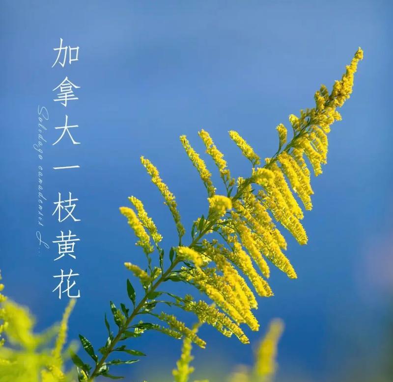 黄花送给女朋友的花语是什么？黄花代表什么寓意？