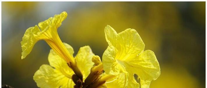 黄花送给女朋友的花语是什么？黄花代表什么寓意？