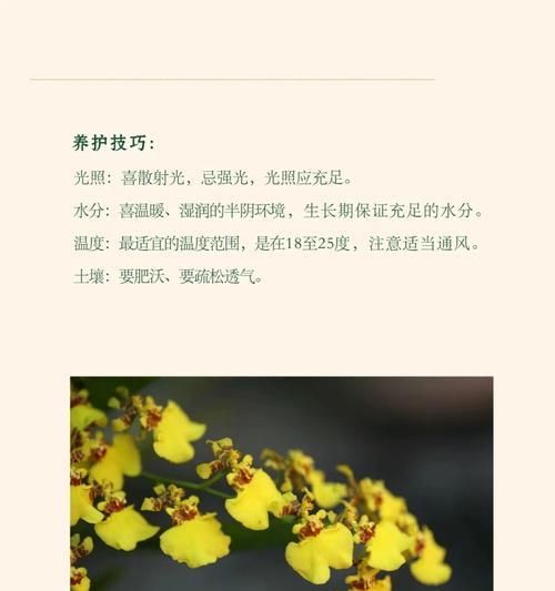 马来兰的花语与寓意是什么？马来兰花的象征意义有哪些？