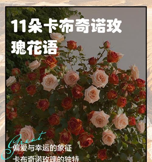 偏爱和例外在花语中代表什么？