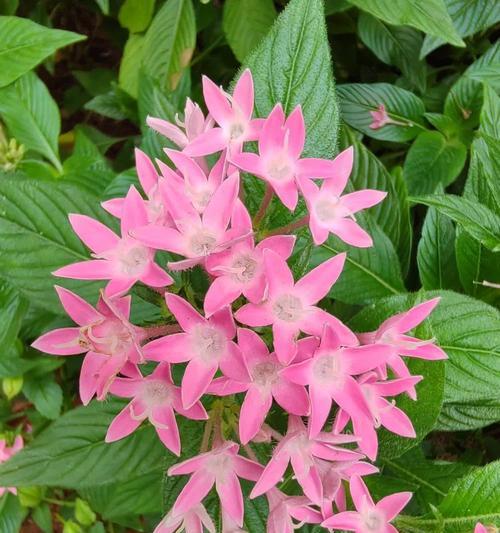 五星花的花语是什么？实用花草五星有何寓意？
