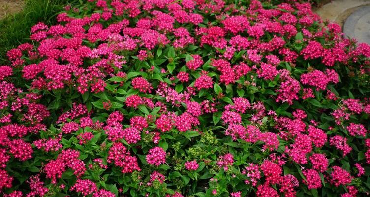 五星花的花语是什么？实用花草五星有何寓意？