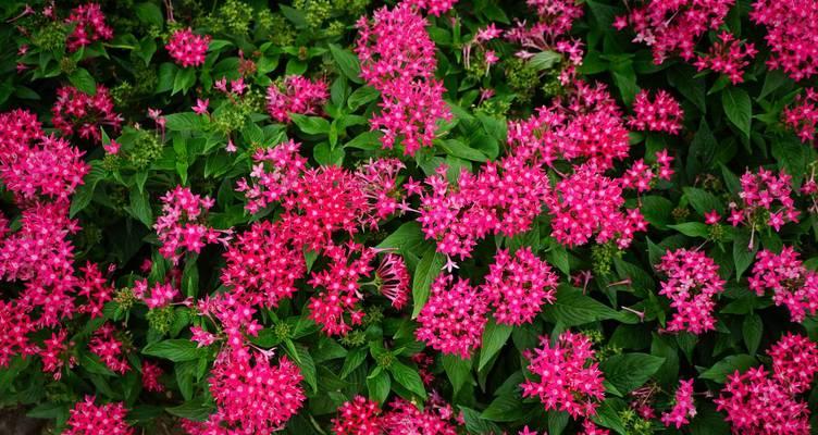 五星花的花语是什么？实用花草五星有何寓意？