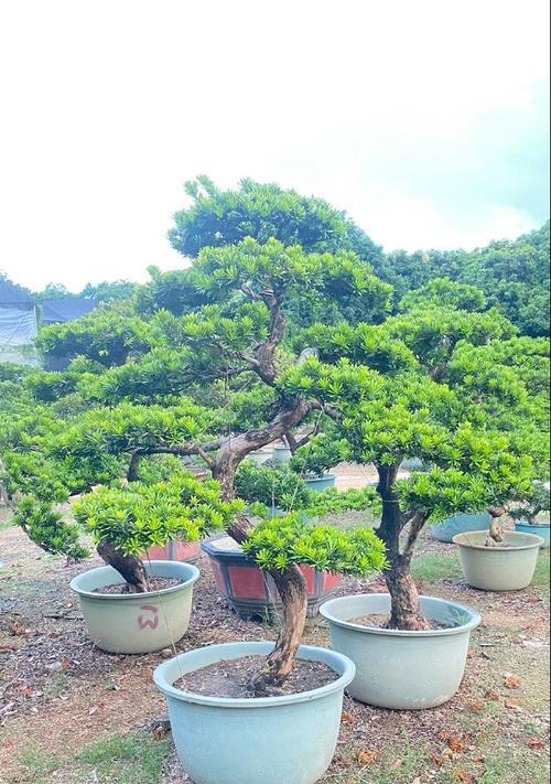 保罗盆栽的花语和寓意有哪些？