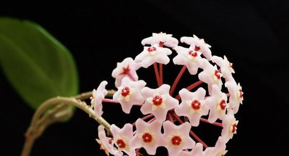 保罗盆栽的花语和寓意有哪些？