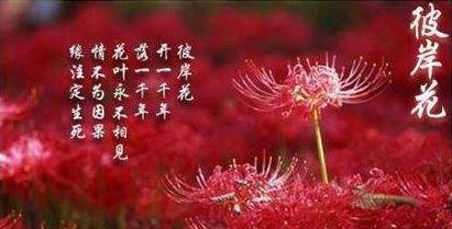 情字相关的花语有哪些含义？