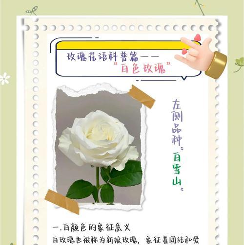 橙白色玫瑰花代表什么？花语含义是什么？