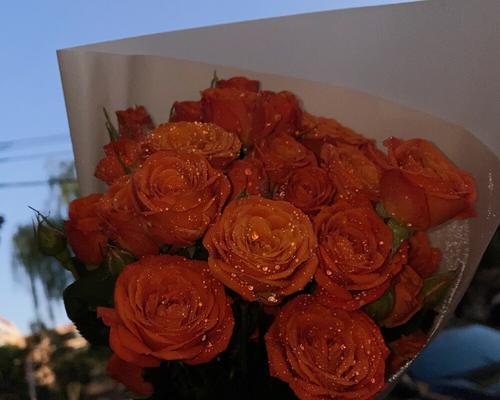 橙白色玫瑰花代表什么？花语含义是什么？
