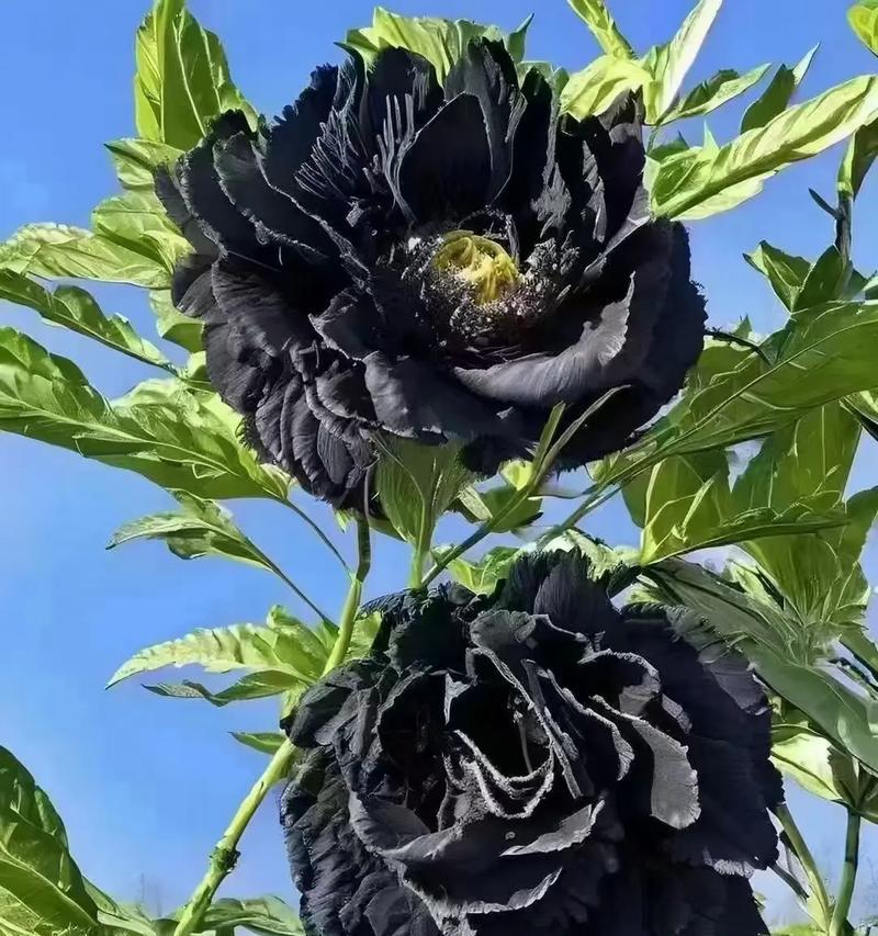 牡丹花语中蕴含了哪些传统文化？