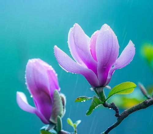 哪种花象征着异地恋？它的花语和寓意是什么？