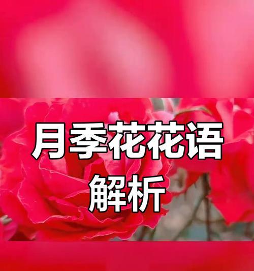哪种花象征着异地恋？它的花语和寓意是什么？