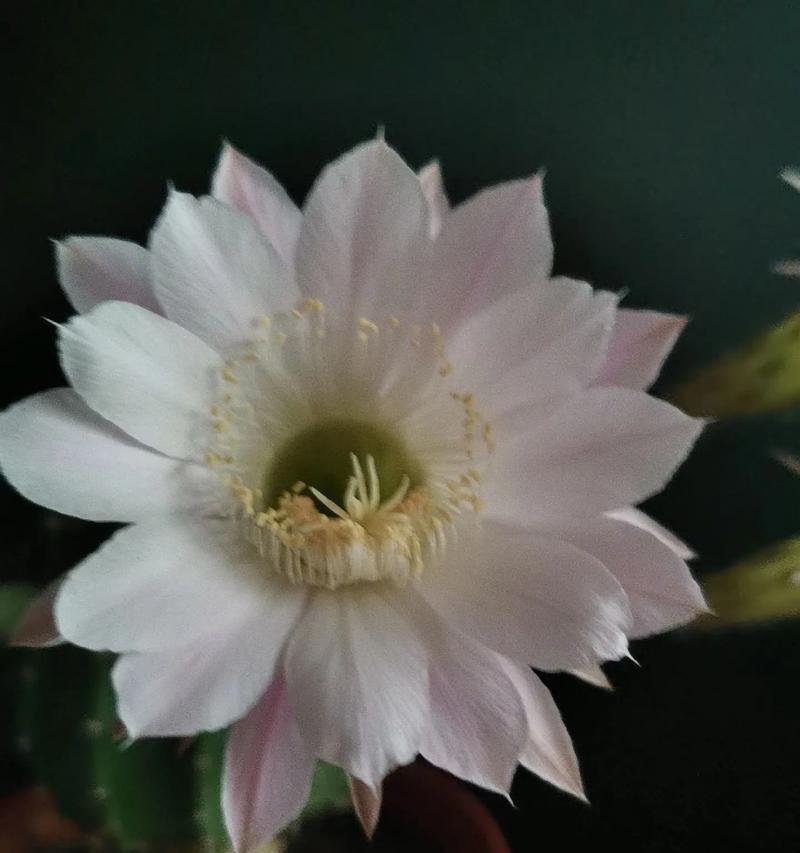 仙人球在风水中的寓意是什么？仙人球的花语有哪些？