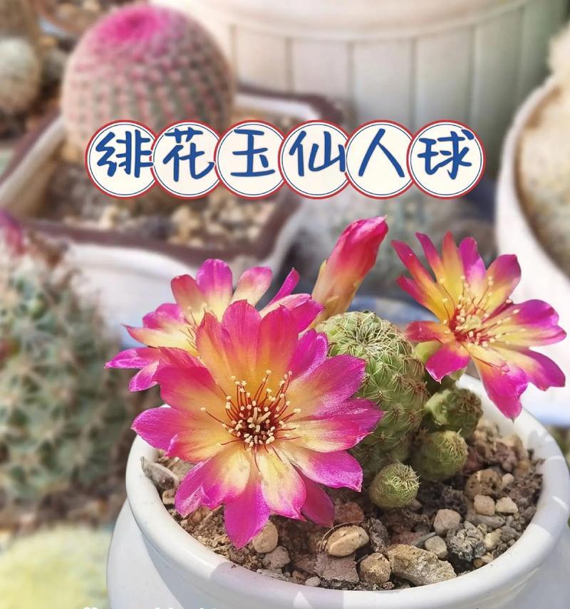 仙人球在风水中的寓意是什么？仙人球的花语有哪些？