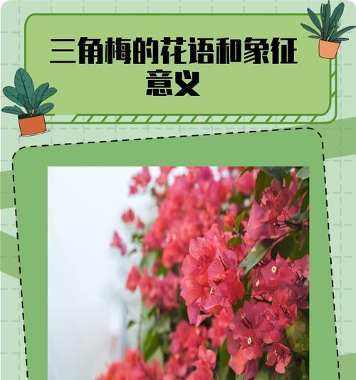 杨梅的花语和象征意义是什么？