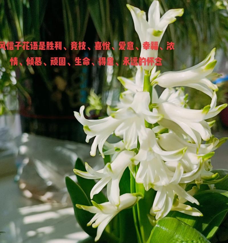 花语品种是什么生肖？十二生肖分别对应的花语有哪些？