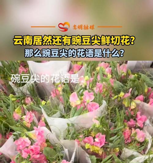 碗豆苗的花语和寓意是什么？如何表达爱意？