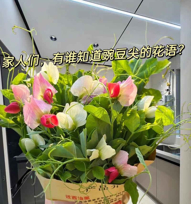 碗豆苗的花语和寓意是什么？如何表达爱意？