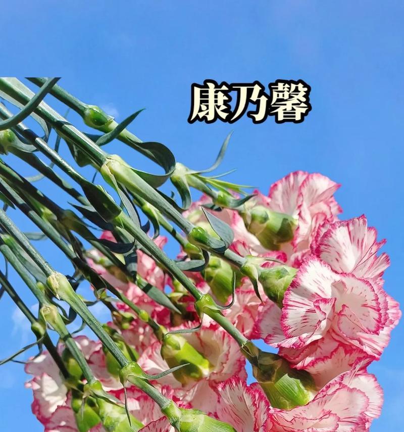 康乃馨花语有哪些？母亲节送康乃馨的意义是什么？