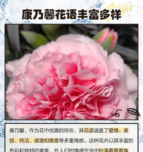 康乃馨花语有哪些？母亲节送康乃馨的意义是什么？