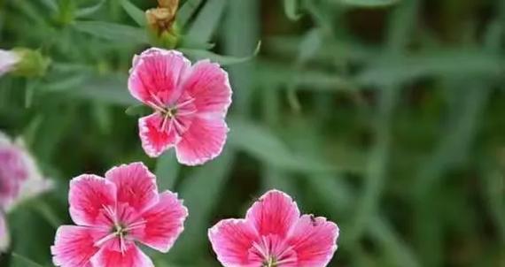 山竹花束代表什么情感？花语有哪些深层含义？
