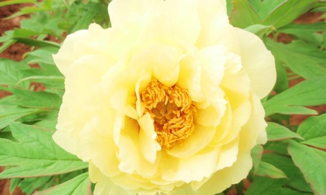 山竹花束代表什么情感？花语有哪些深层含义？
