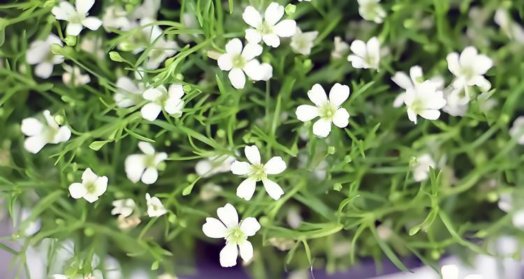 满天星辰颜色的花语有何含义？满天星辰颜色代表什么？