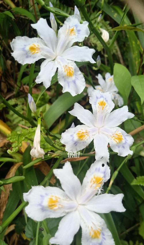 蝴蝶菊的花语寓意能否代表爱情？
