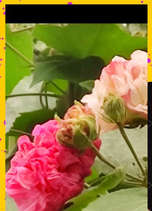 现世欢乐象征着哪种花？花语有何特别含义？