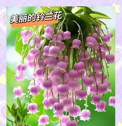 什么花语是幸运？哪种花的花语代表了好运和幸福？