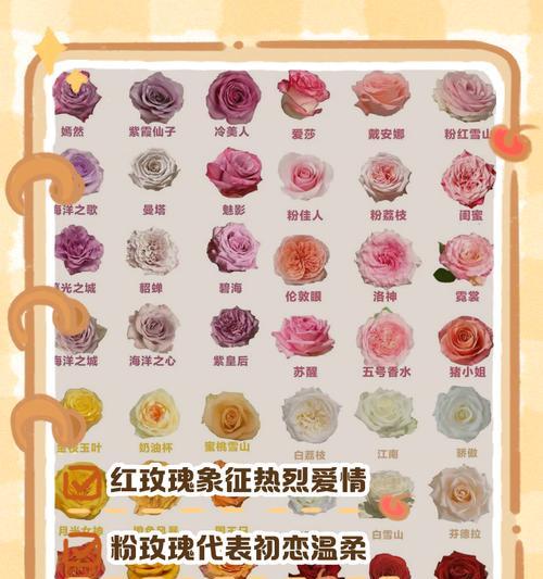 香槟红玫瑰花语代表什么？