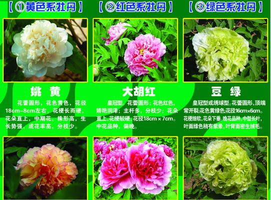 牡丹花语与生肖和数字有何关联？
