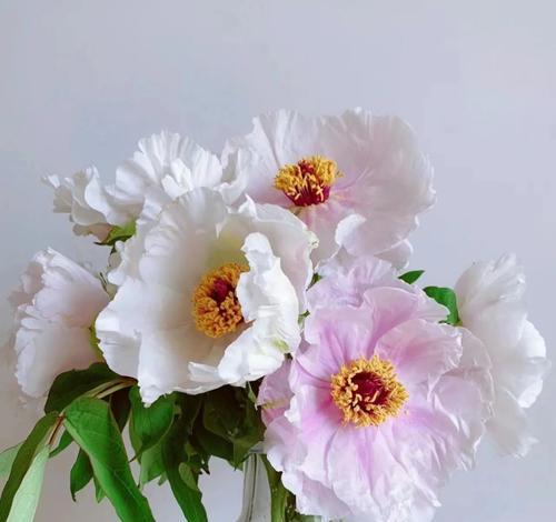 牡丹花语与生肖和数字有何关联？