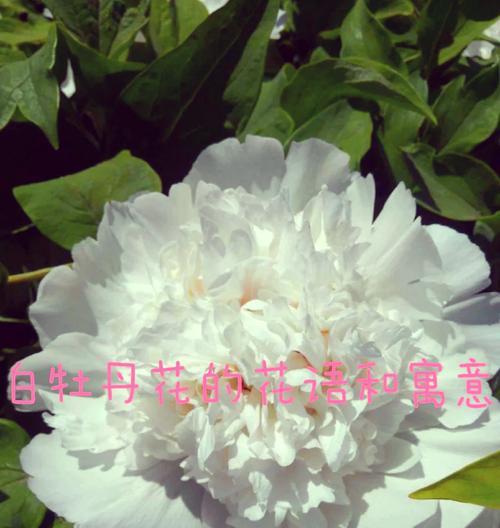 牡丹花语与生肖和数字有何关联？