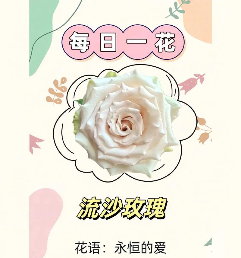 十六朵玫瑰花语有何特殊意义？