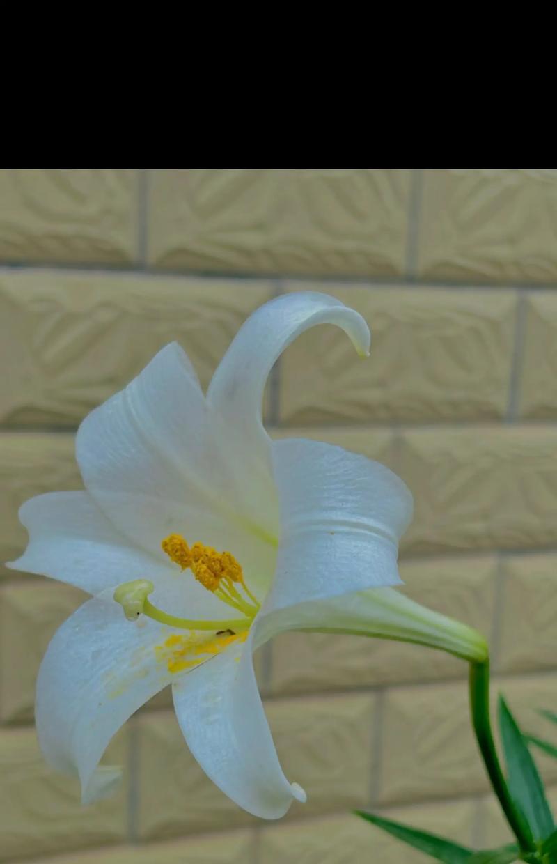 白百合花的花语能否代表纯洁的爱情？