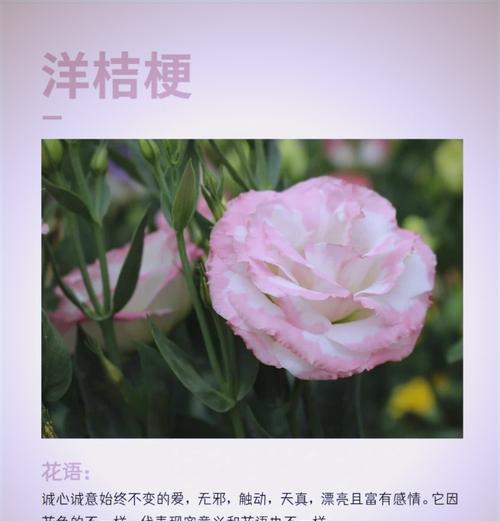 现在流行的花语有哪些？