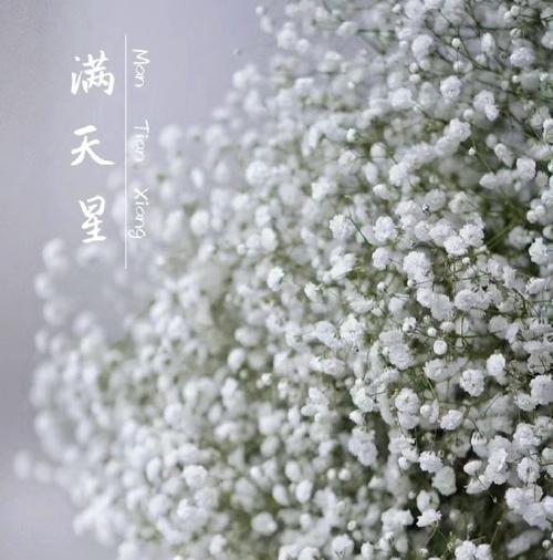 现在流行的花语有哪些？