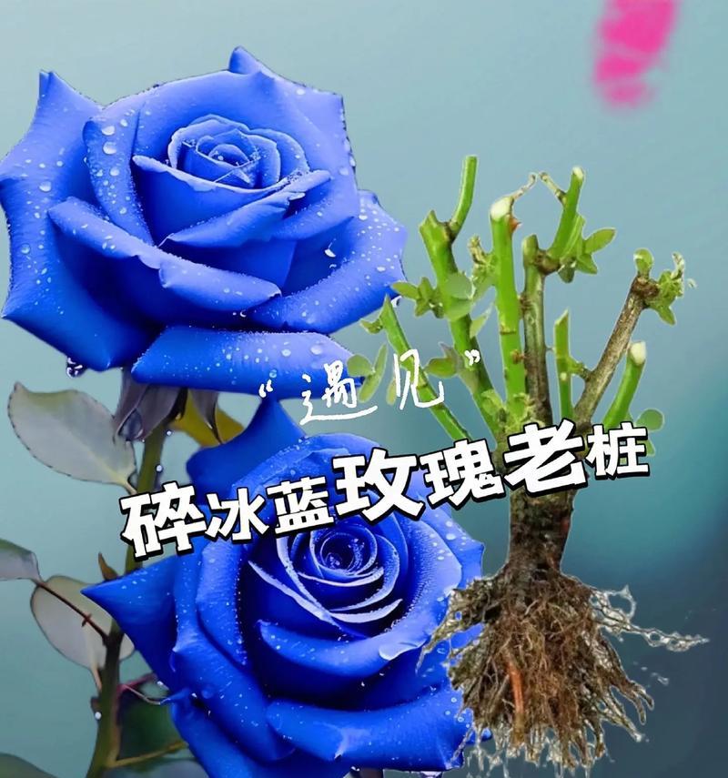 好看却有毒的玫瑰花语是什么？这种花语有何含义？