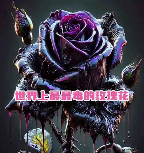 好看却有毒的玫瑰花语是什么？这种花语有何含义？