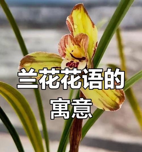 1月7日兰花花语与生肖有何关联？