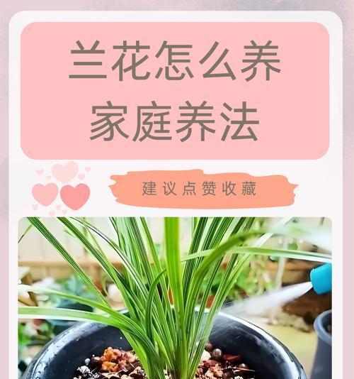 1月7日兰花花语与生肖有何关联？