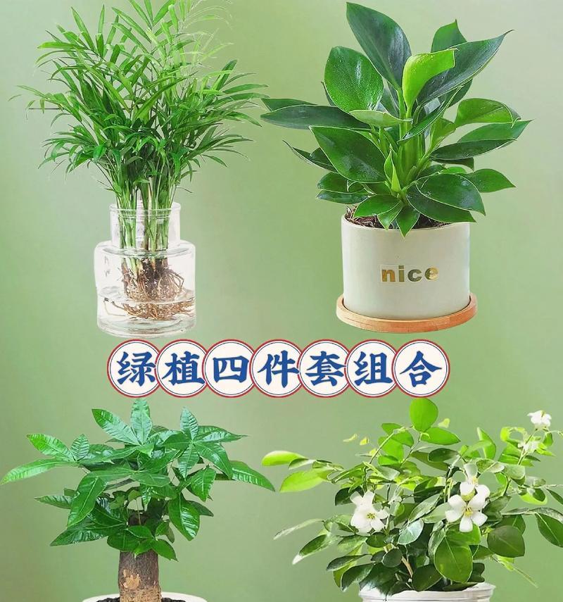 椰子花茶组合的花语有何独特之处？