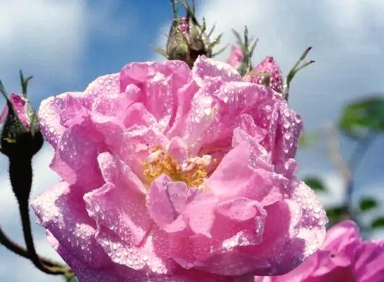 冬天的冰玫瑰花语有何特别之处？