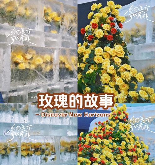 冬天的冰玫瑰花语有何特别之处？