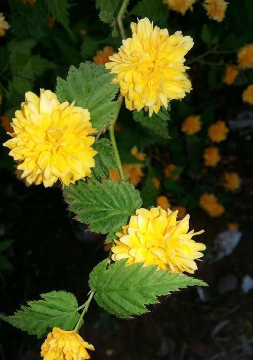 眉中花语的意思和造句是什么？如何用花语表达眉目传情？
