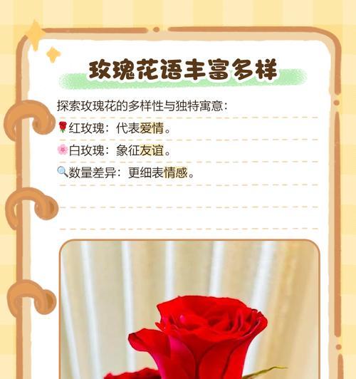 四年纪念日应该送哪种玫瑰花？它在花语中意味着什么？