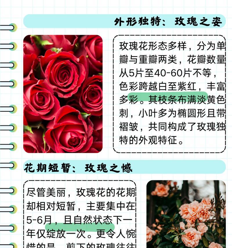 女友玫瑰花手串的含义是什么？它代表了哪些情感？